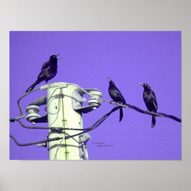 Purple crows ravens singing Poster (Front)