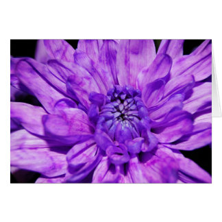 purple crysanthemum