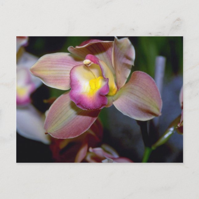 Purple Cymbidium flowers Postcard (Front)