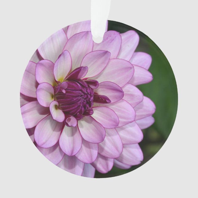 Purple dahlia flower blossoms christmas ornament (Front)