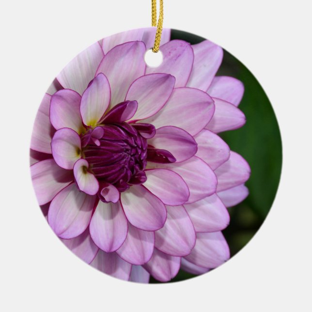 Purple dahlia flower blossoms christmas ornament (Front)