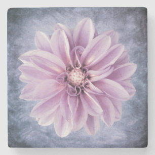 Purple Dahlia Flower Closeup Colourful Floral Stone Coaster