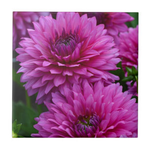 Purple dahlia flower garden ceramic tile