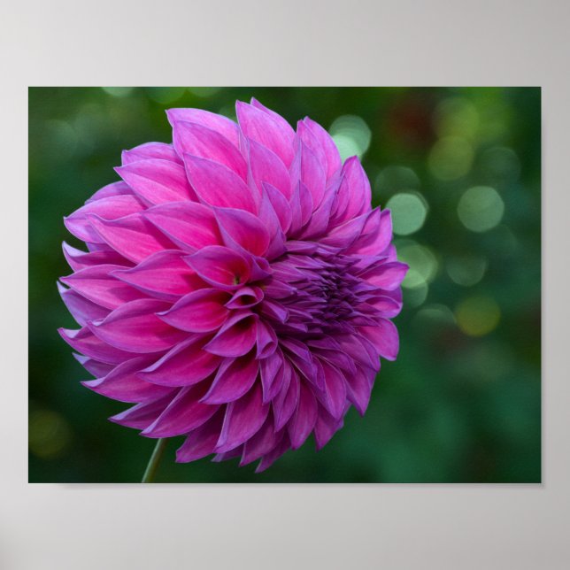 Purple dahlia flower poster (Front)