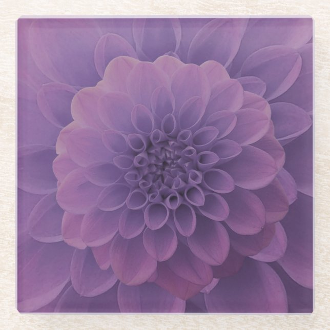 Purple Dahlia Glass Coaster (Front)