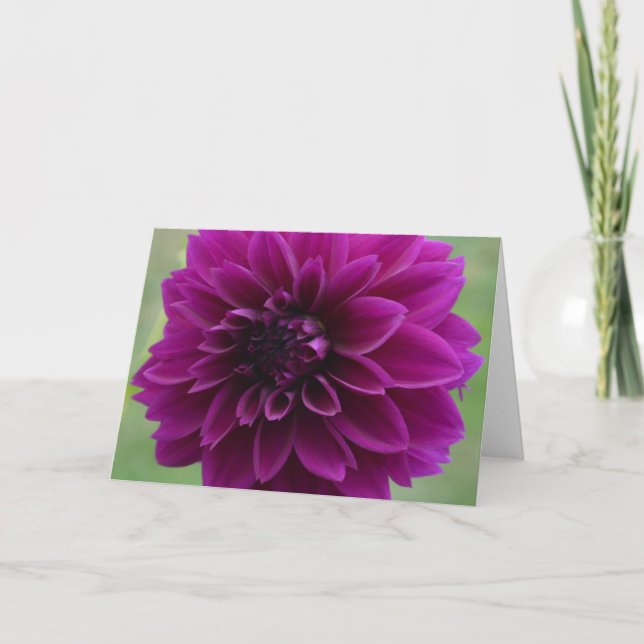 Purple dahlia on a note card, close up card (Front)
