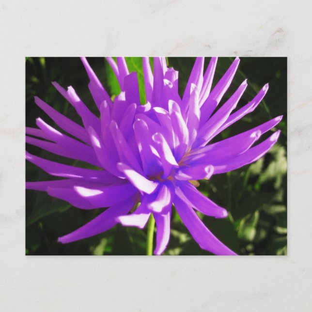 Purple dahlia postcard (Front)