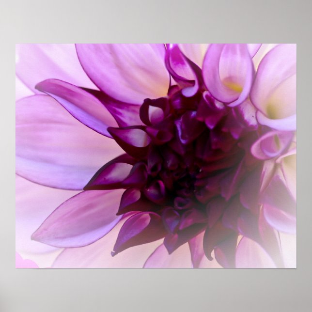 Purple Dahlia Poster (Front)