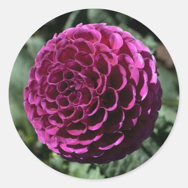 Purple Dahlia Sticker (Front)