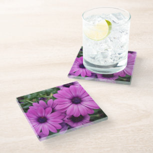 Purple daisies glass coaster