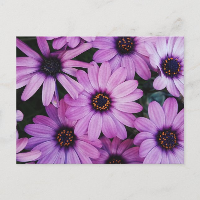 Purple daisies postcard (Front)