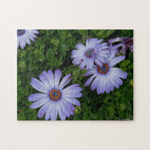 Purple Daisies Puzzle