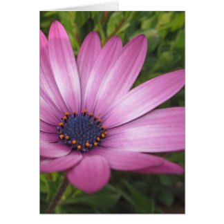 purple daisy