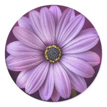 Purple daisy-