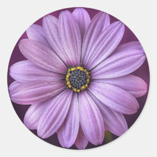 Purple daisy- classic round sticker
