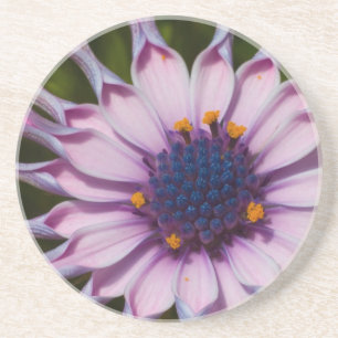 Purple Daisy Coaster