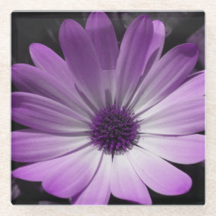 Purple Daisy Flower Glass Coaster