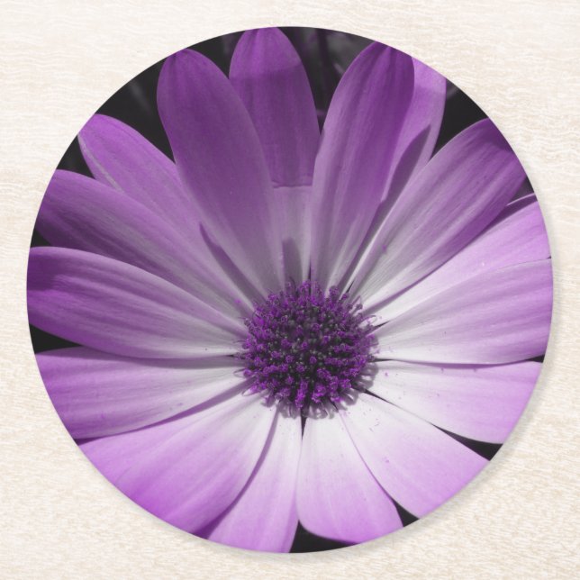 Purple Daisy Flower Paper Coasters (Front)