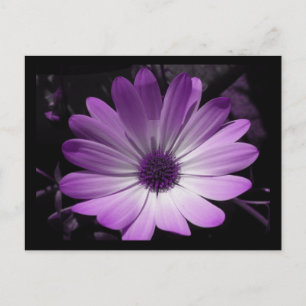 Purple Daisy Flower Postcard