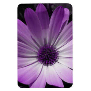 Purple Daisy Flower Premium Magnet