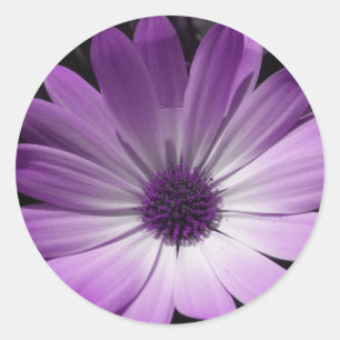 Purple Daisy Flower Sticker