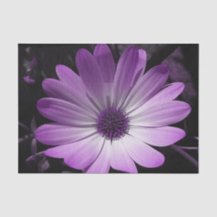 Purple Daisy Flower Tissue Paper