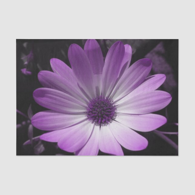 Purple Daisy Flower Tissue Paper (Front)