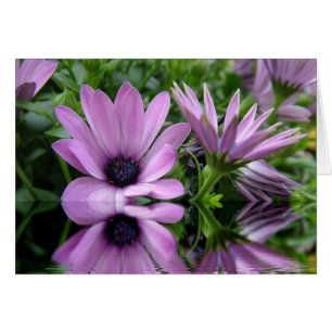 purple daisy flowers