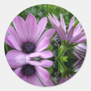 purple daisy flowers classic round sticker