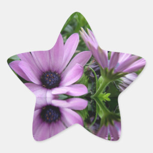 purple daisy flowers star sticker