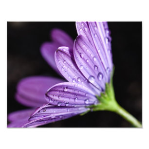 Purple Daisy Osteospermum Flower Photo Print