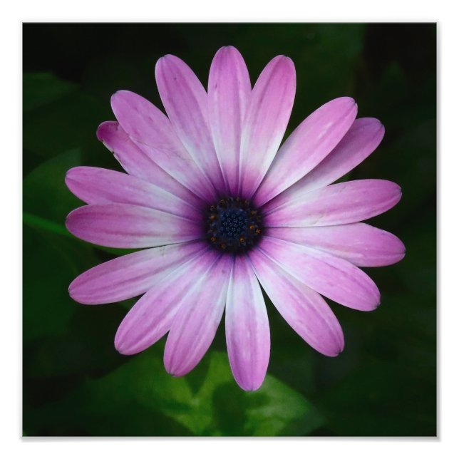 Purple Daisy Photo Wallart Print (Front)