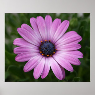 Purple Daisy Poster