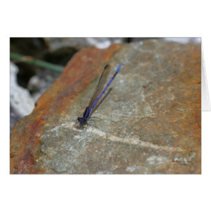 Purple Damselfly Nature Photography Card