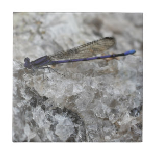 Purple Damselfly On Quartz Nature Tile