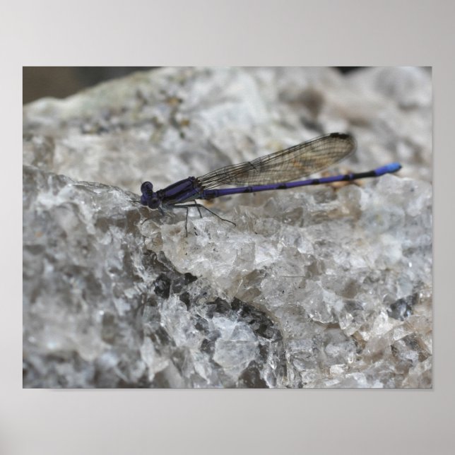 Purple Damselfly On Quartz Rock Insect Poster (Front)