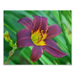 Purple Daylily Photo Print