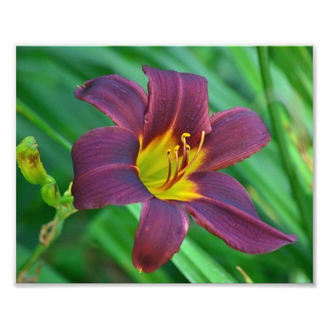 Purple Daylily Photo Print (Front)