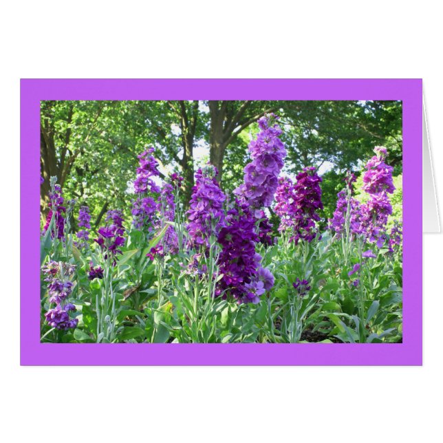 Purple Delphinium (Front Horizontal)