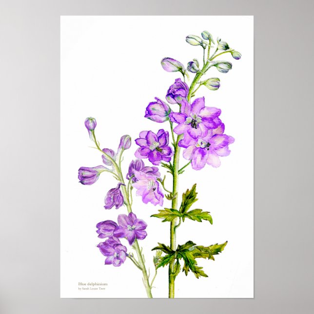 Purple delphinium botanical fine art poster print (Front)
