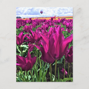 Purple Dream Tulips Postcard