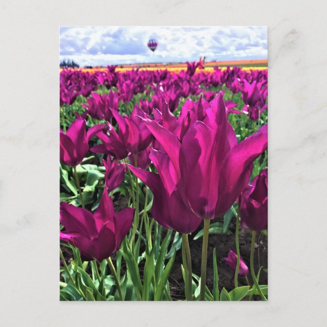 Purple Dream Tulips Postcard (Front)