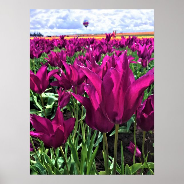 Purple Dream Tulips Poster (Front)