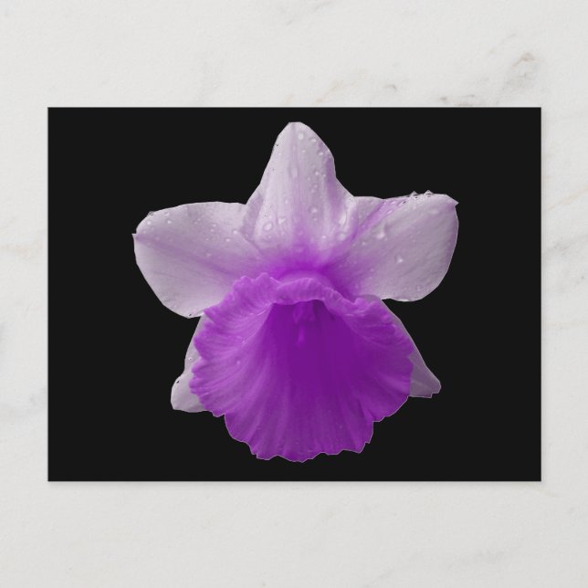 Purple Dripping Daffodil Postcard (Front)