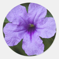 Purple Dwarf Mexican Petunia