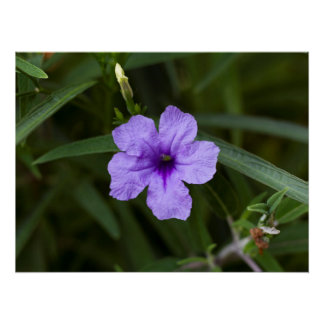 Purple Dwarf Mexican Petunia Print