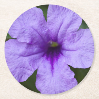 Purple Dwarf Mexican Petunia Round Paper Coaster