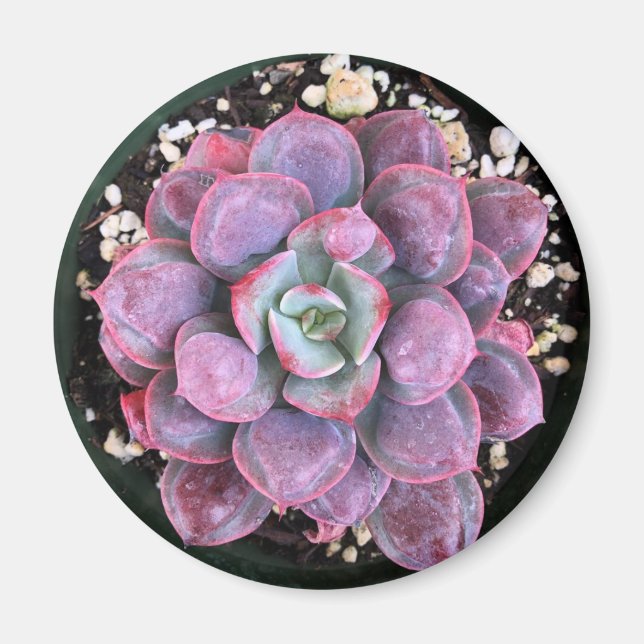 Purple Echeveria Raindrops Succulent Magnet (Front)