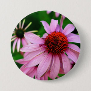 purple echinacea button