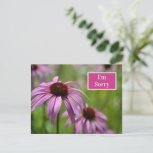 Purple Echinacea Cone Flowers I'm Sorry Holiday Postcard